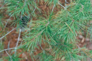 Pinus clausa leaves