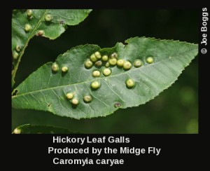 Hickory midge gall