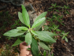 Three-seed mercury plant