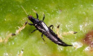 Weeping ficus thrips